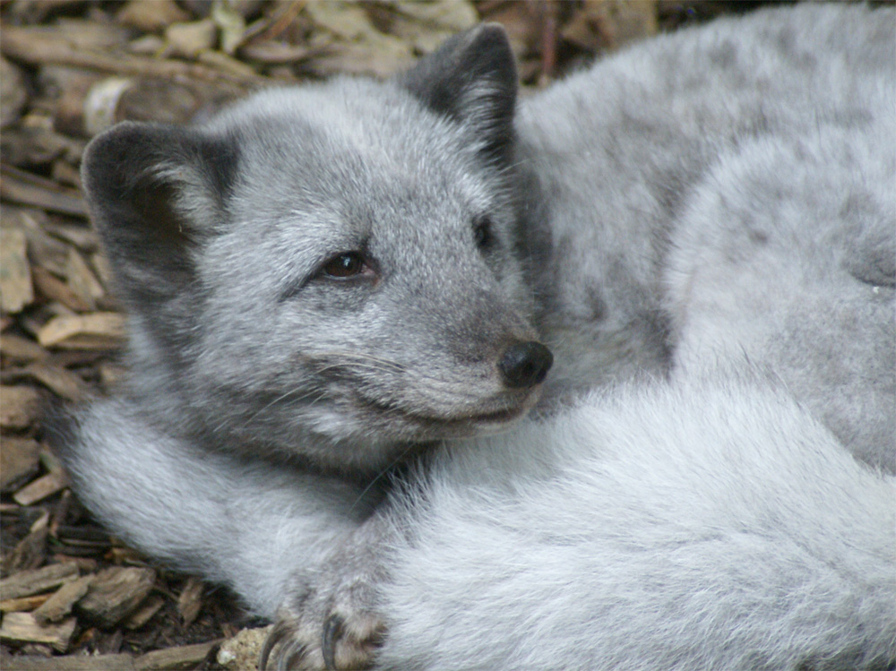 Polarfuchs