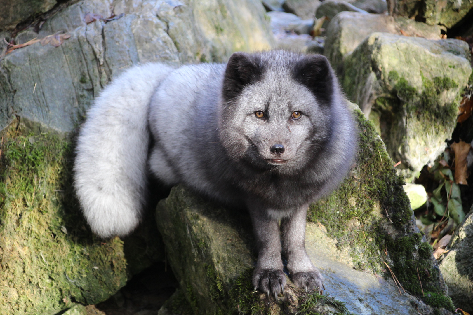 Polarfuchs 