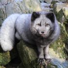 Polarfuchs 