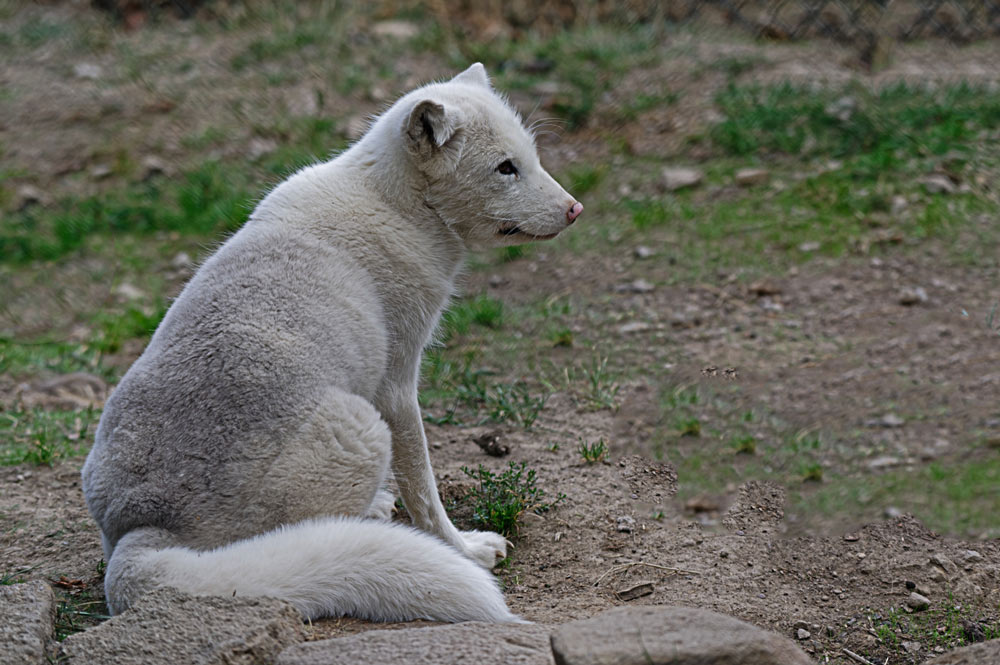 POLARFUCHS