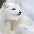 Polarfuchs