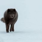 Polarfuchs - das einzige ursprüngliche Landsäugetier Islands