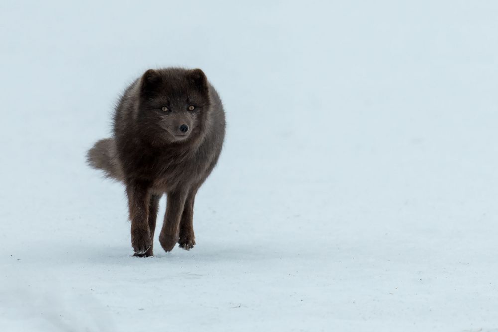 Polarfuchs - das einzige ursprüngliche Landsäugetier Islands