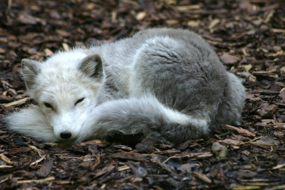 Polarfuchs.