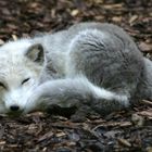 Polarfuchs.