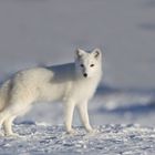 Polarfuchs