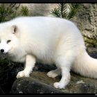 Polarfuchs