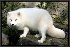 Polarfuchs