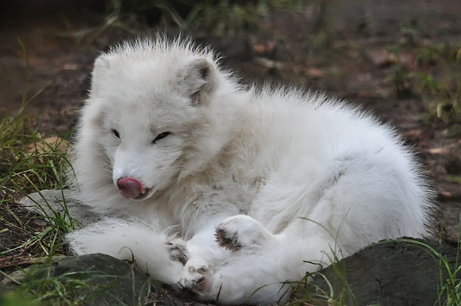 Polarfuchs Eddi ... weiß wie Schnee !!!