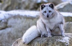 Polarfuchs