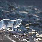 Polarfuchs, Eisfuchs, Spitzbergen, 