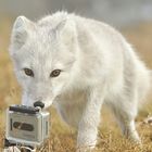 Polarfuchs entdeckt GoPro