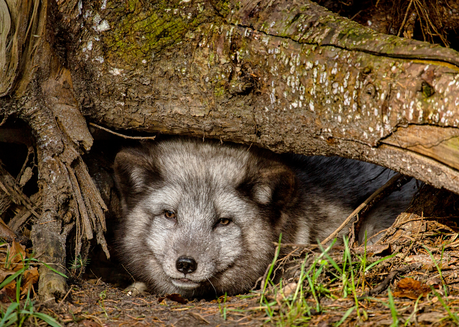 Polarfuchs ....erwischt 