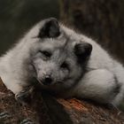 Polarfuchs