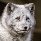 Polarfuchs