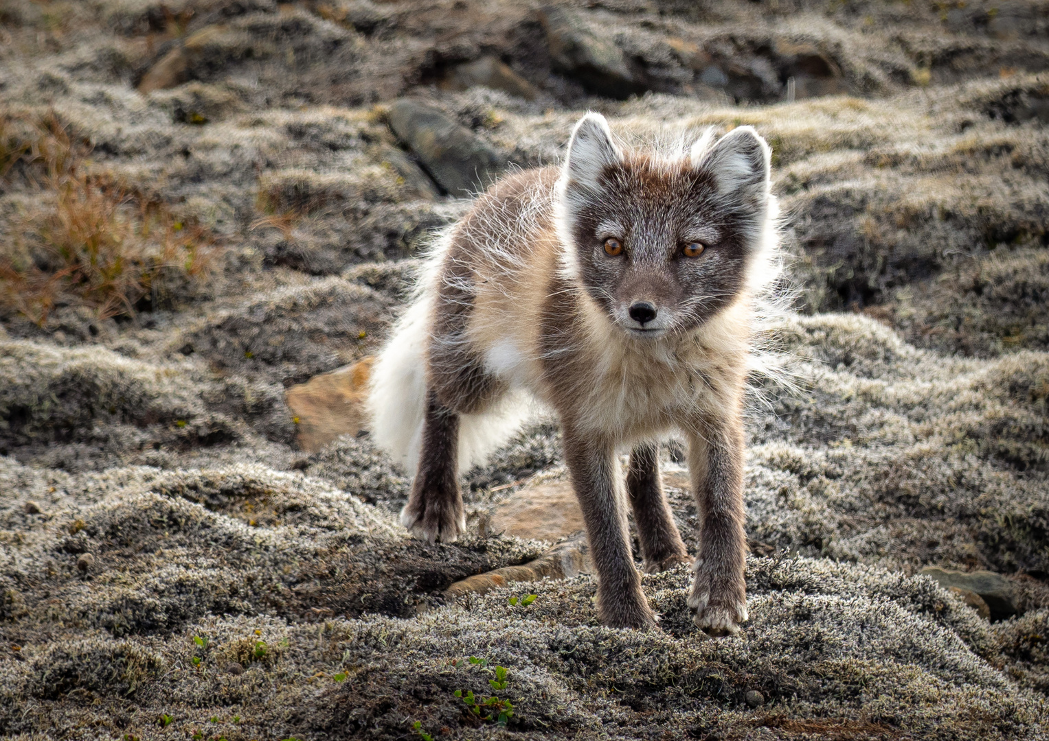 Polarfuchs 