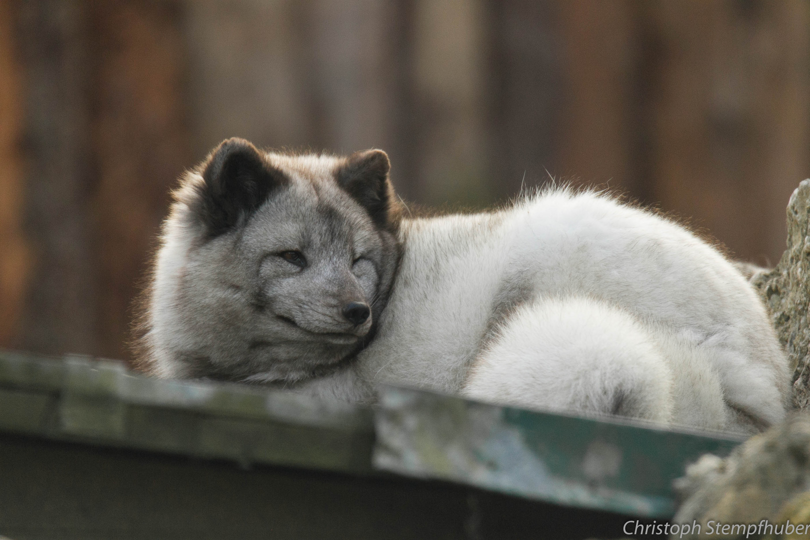 Polarfuchs, Fähe, Lilja