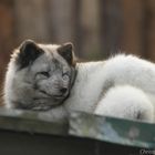 Polarfuchs, Fähe, Lilja