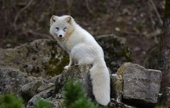 Polarfuchs