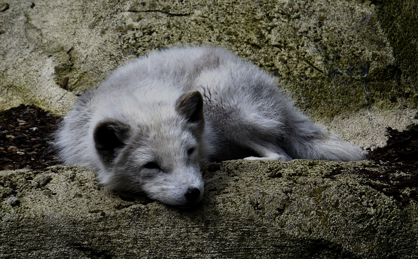 Polarfuchs "Gunnar"