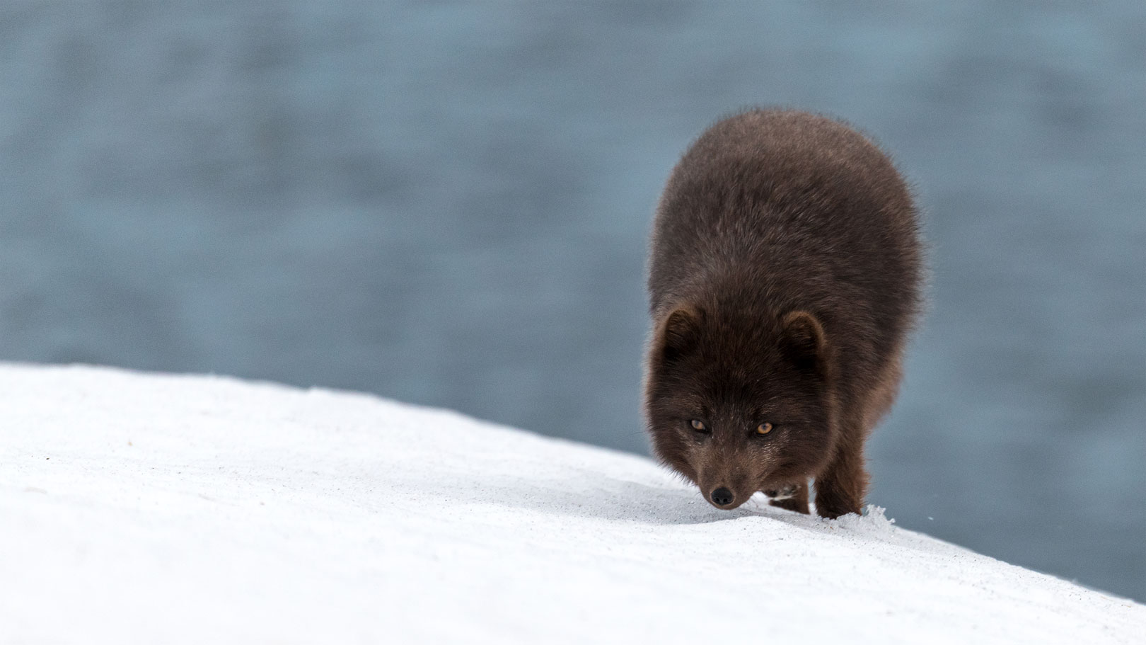 Polarfuchs - Hornstrandir Nature Reserve 2018