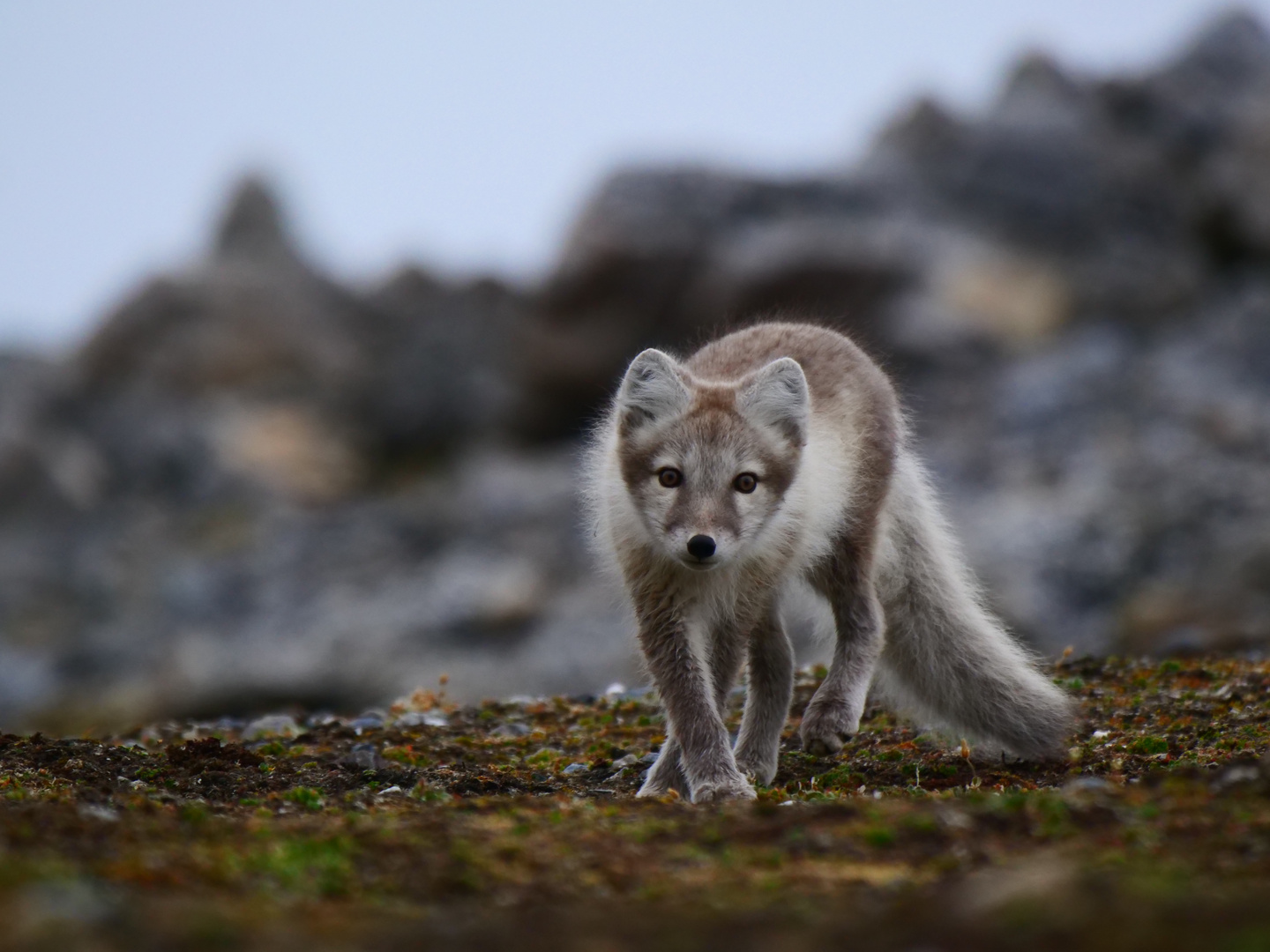 Polarfuchs I