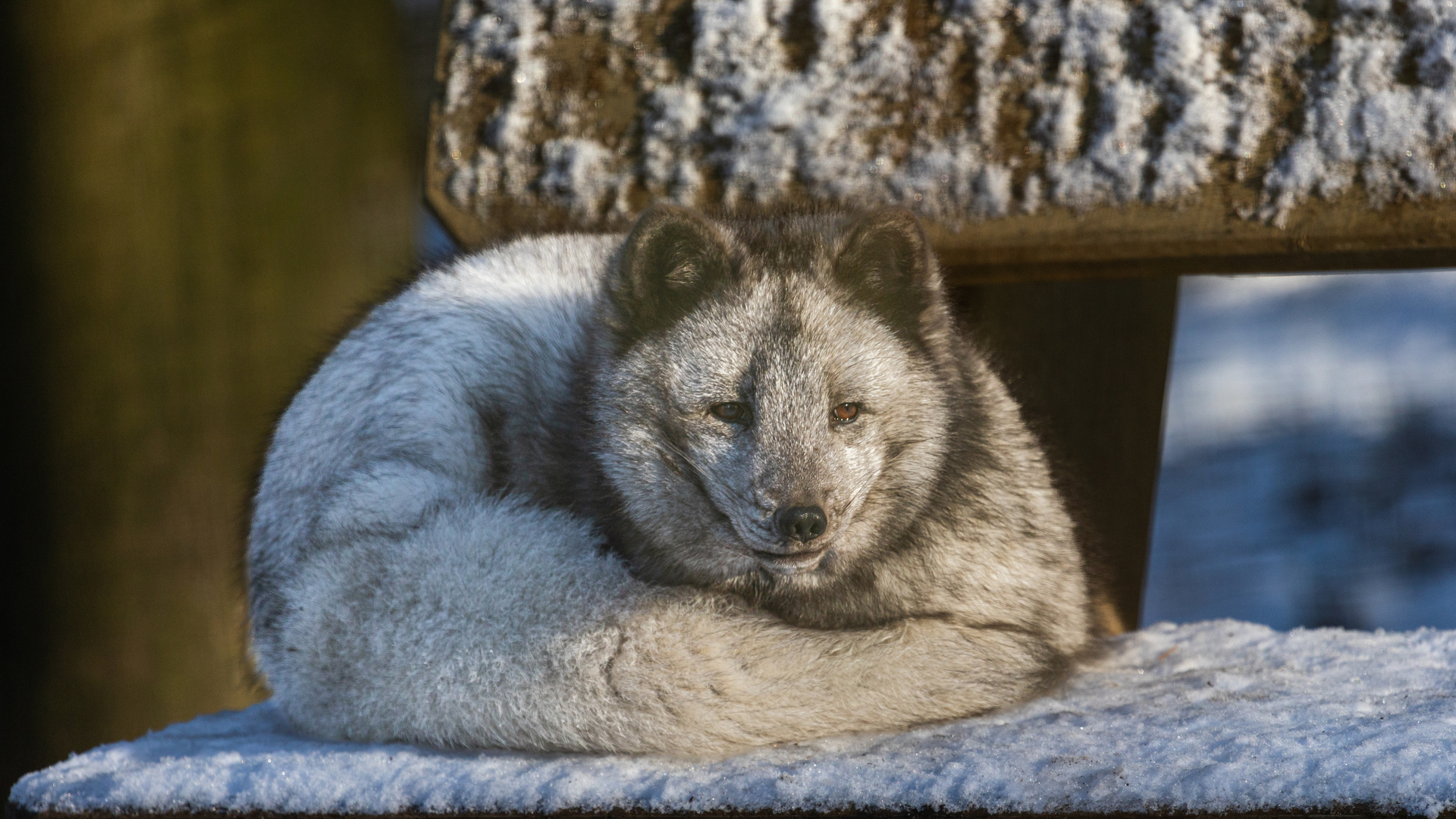 Polarfuchs ....ich habe mal Platz genommen 