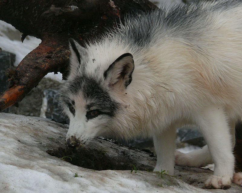 Polarfuchs III