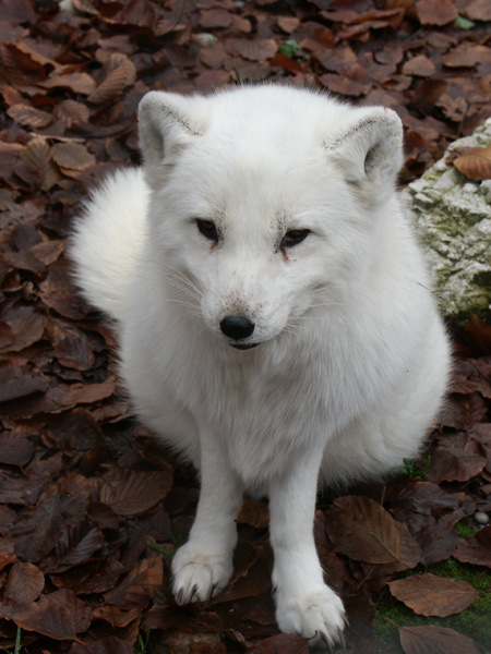 Polarfuchs im Dählhölzli