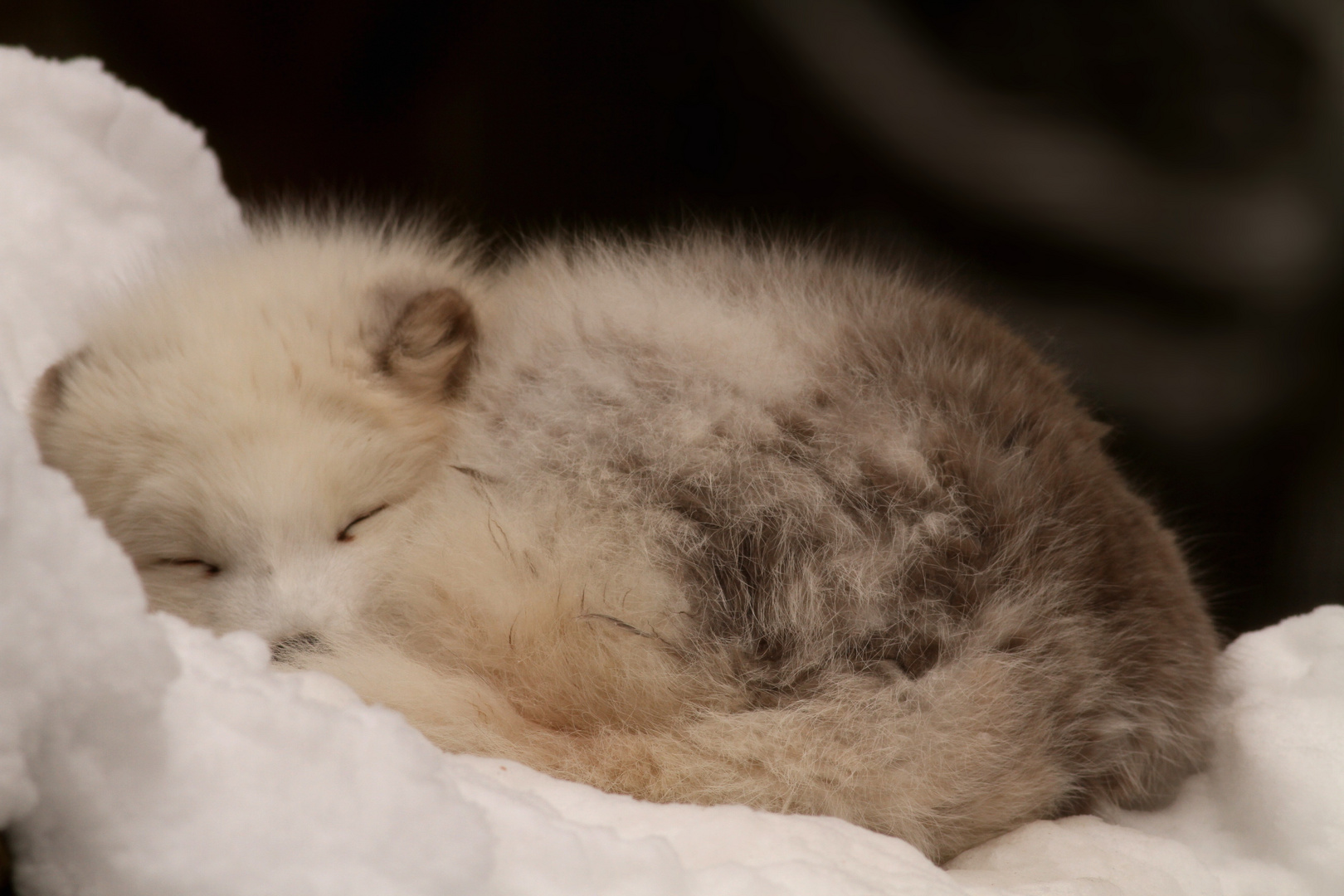 Polarfuchs im Himmelbett