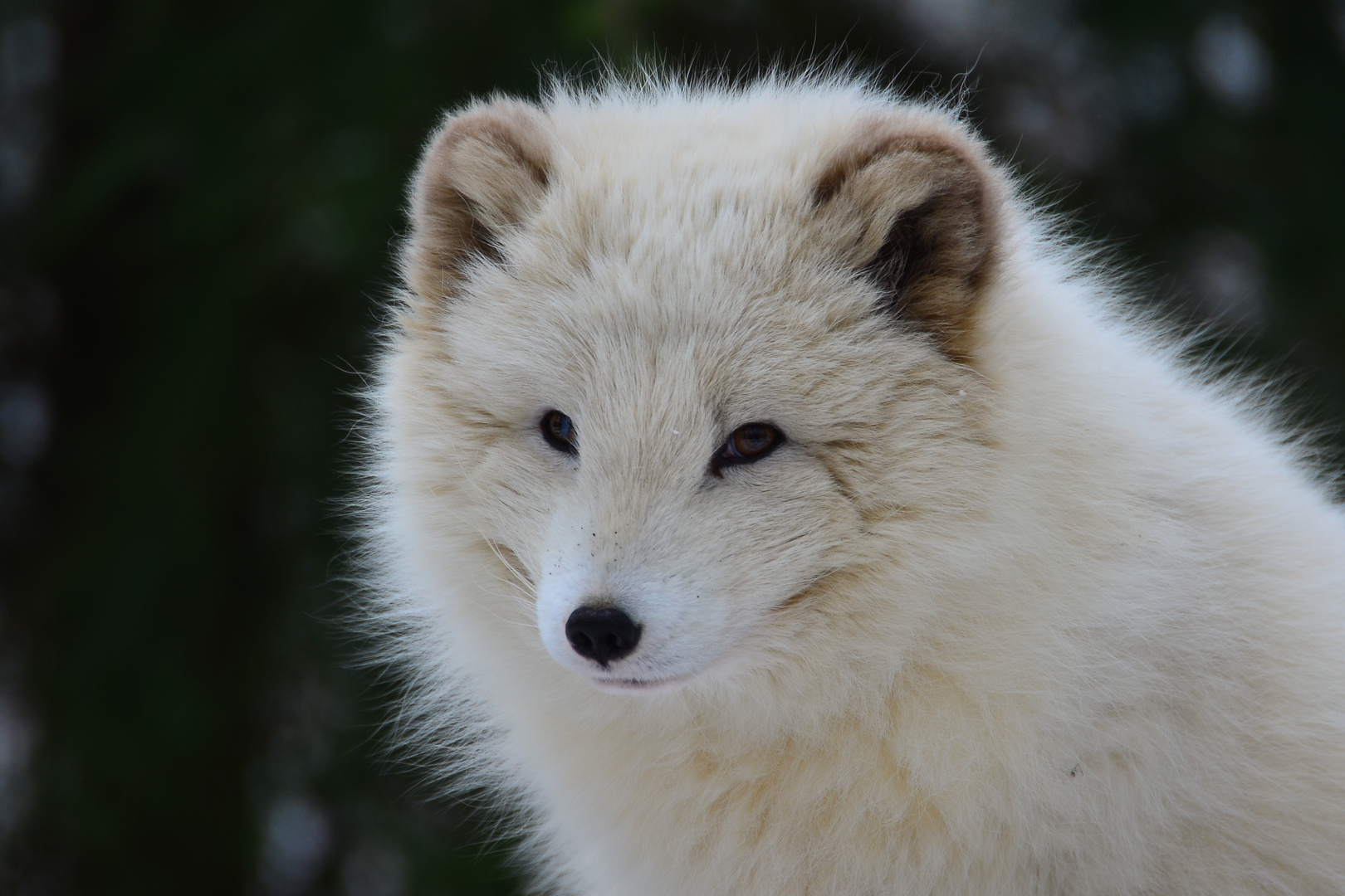 Polarfuchs im Osnabrücker Zoo