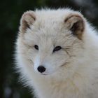 Polarfuchs im Osnabrücker Zoo