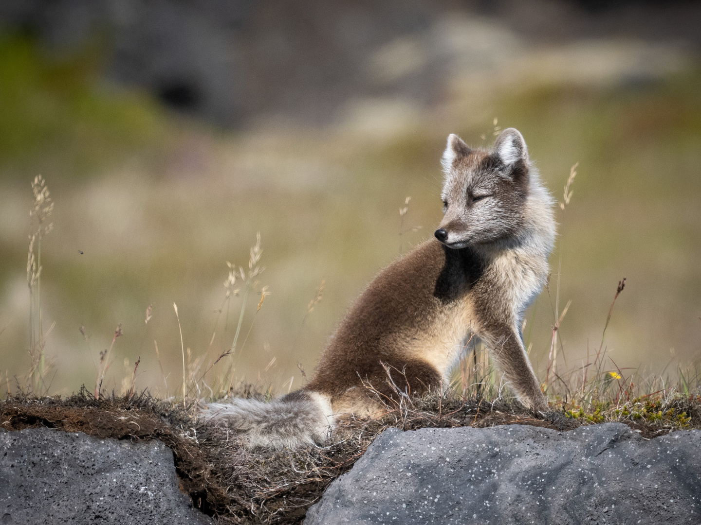 Polarfuchs im Sommerfell