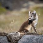 Polarfuchs im Sommerfell