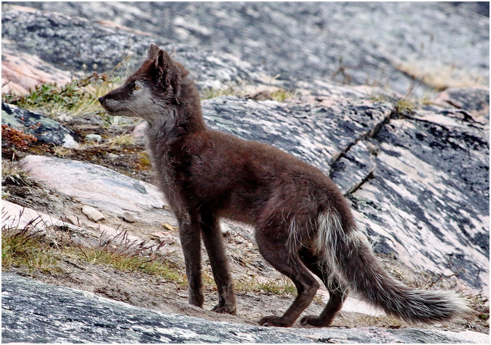 Polarfuchs im Sommerkleid