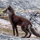 Polarfuchs im Sommerkleid