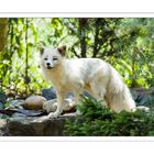 Polarfuchs im Tiergarten Worms