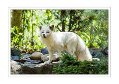 Polarfuchs im Tiergarten Worms