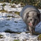 Polarfuchs im Tierpark Hellabrunn