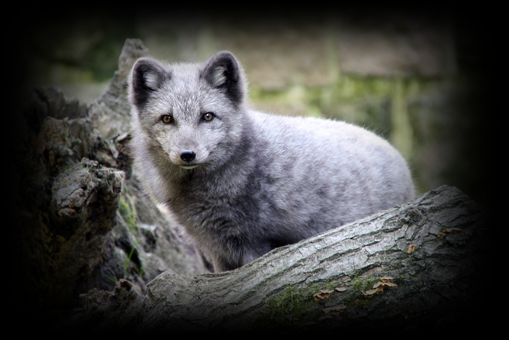 Polarfuchs im Tierpark Hirschfeld bei Zwickau