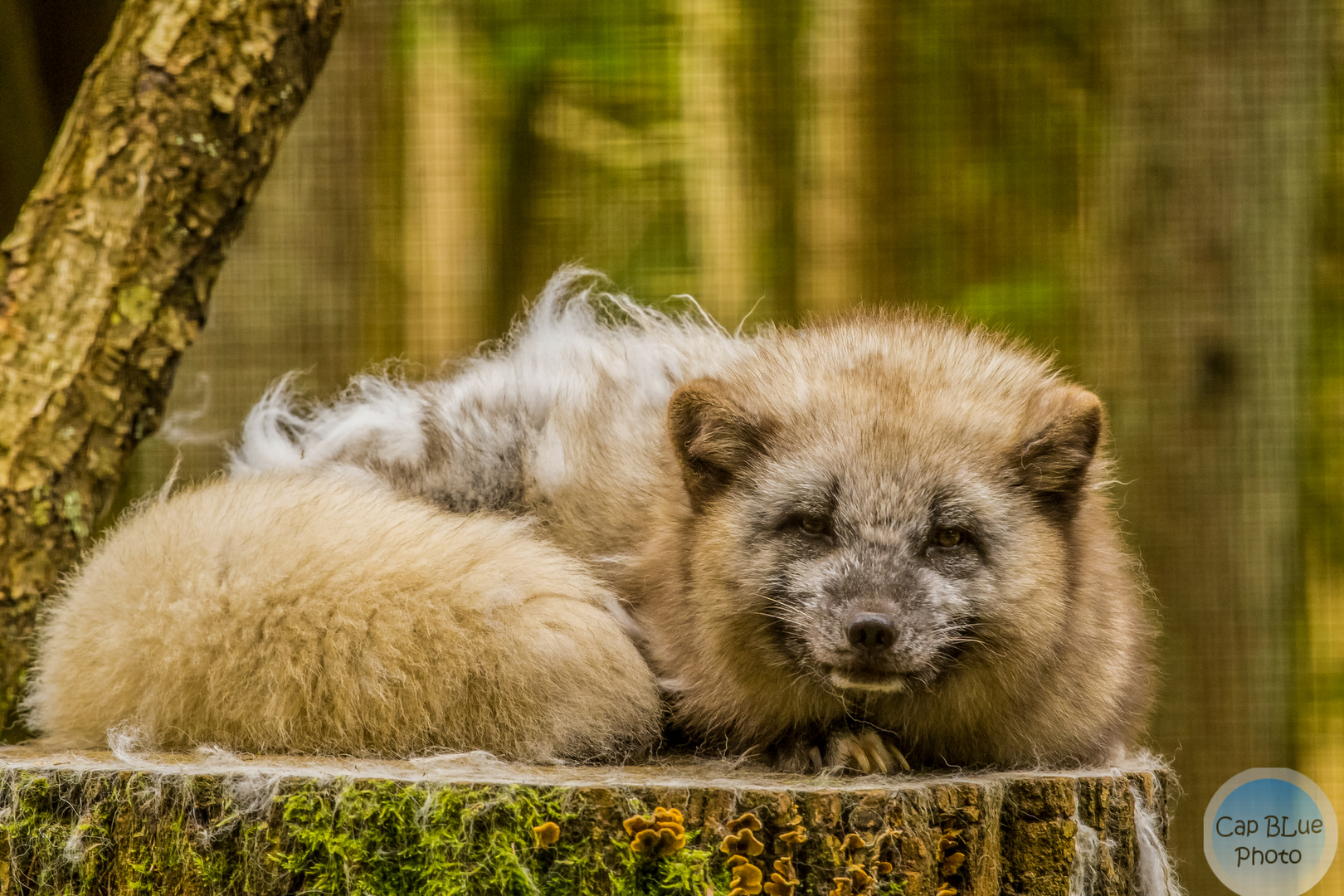 Polarfuchs im Wildpark Silz