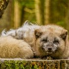 Polarfuchs im Wildpark Silz