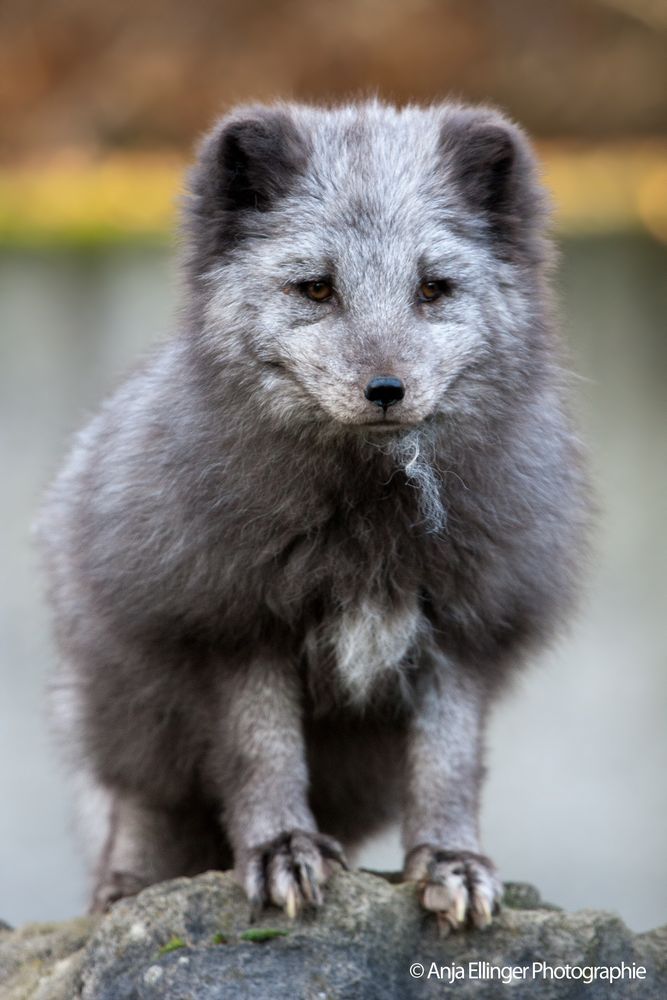 Polarfuchs in blau