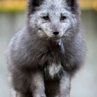 Polarfuchs in blau