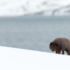 Polarfuchs - Island Westfjorde März 2018