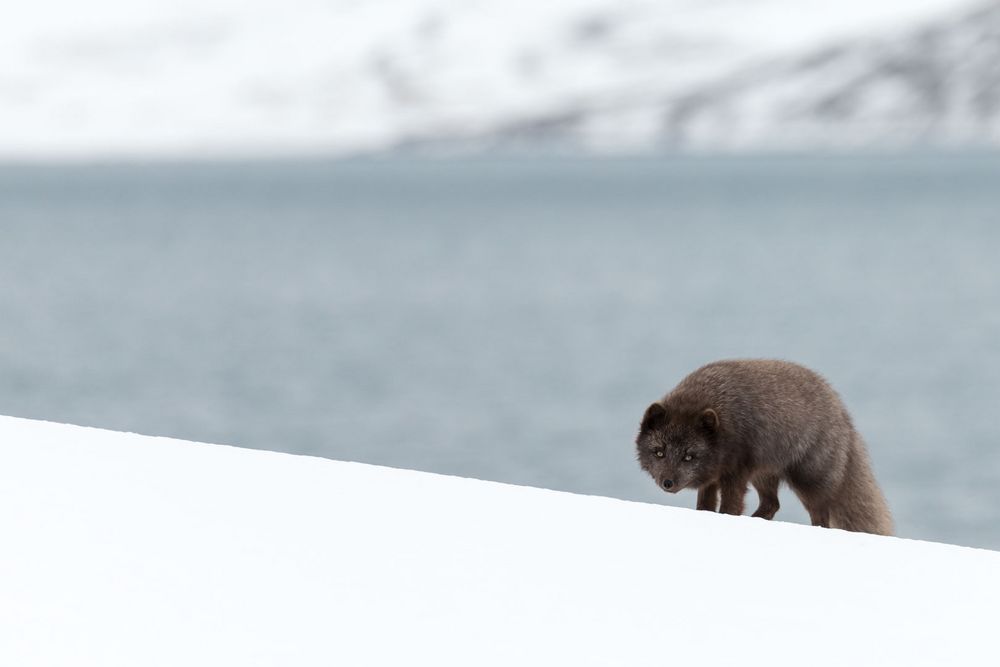 Polarfuchs - Island Westfjorde März 2018