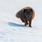 Polarfuchs - Island Westfjorde März 2018