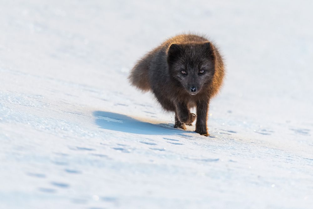 Polarfuchs - Island Westfjorde März 2018