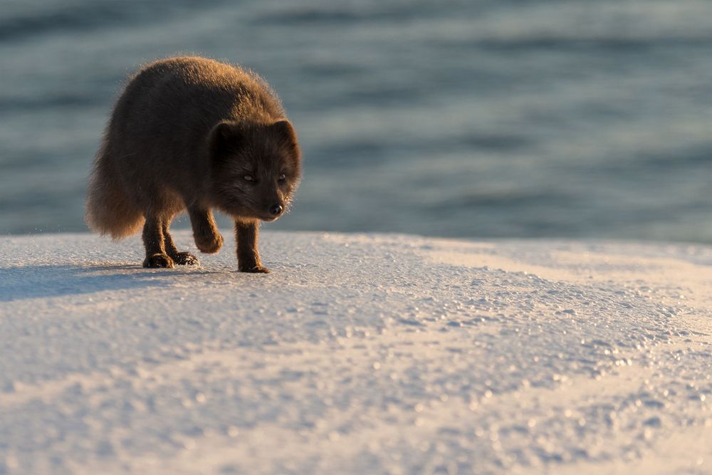 Polarfuchs - Island Westfjorde März 2018