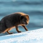 Polarfuchs - Island Westfjorde März 2018